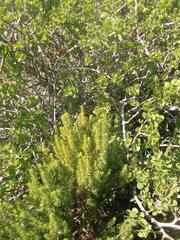 Aspalathus subtingens