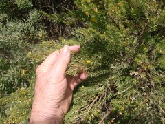 Aspalathus subtingens