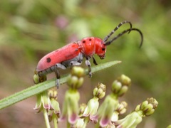 Tetraopes quinquemaculatus