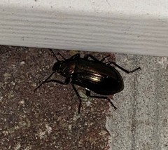 Tarpela micans