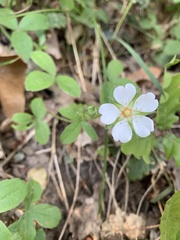 Potentilla montana