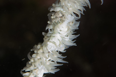 Pontonides ankeri