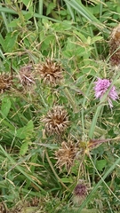 Cirsium japonicum australe