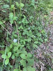 Potentilla montana