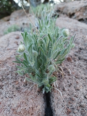Erigeron aphanactis