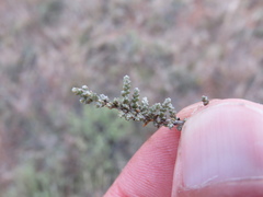 Caroxylon tuberculatum