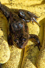 Lithobates virgatipes