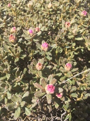 Rhododendron setosum