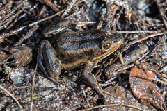 Lithobates virgatipes