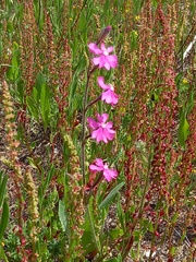 Silene scabriflora
