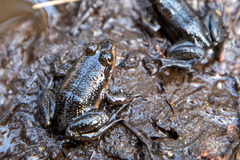 Lithobates virgatipes
