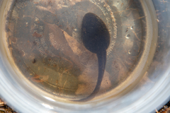 Lithobates clamitans