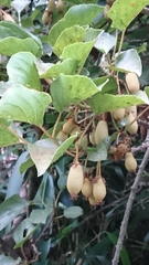 Actinidia rufa