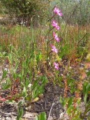 Silene scabriflora