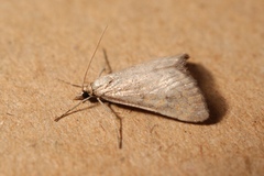 Hyperlais siccalis