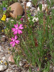 Silene scabriflora