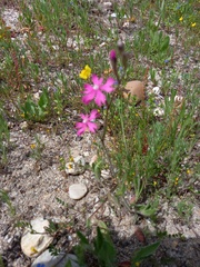 Silene scabriflora