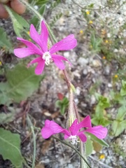 Silene scabriflora