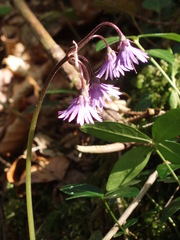 Soldanella montana