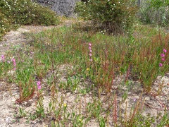 Silene scabriflora