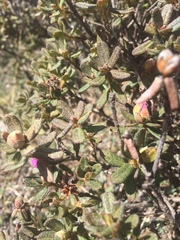 Rhododendron setosum