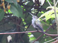 Campylopterus largipennis