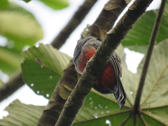 Trogon curucui