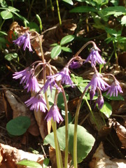 Soldanella montana