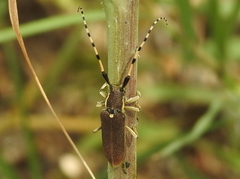 Agapanthia annularis