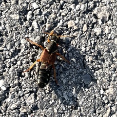 Staphylinus dimidiaticornis