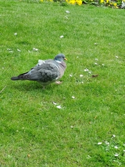 Columba palumbus