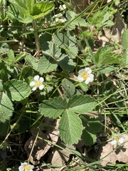 Potentilla sterilis