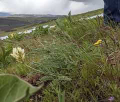 Astragalus hoodianus