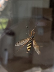 Ctenophora flaveolata