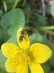 Nomada luteoloides