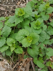 Alliaria petiolata