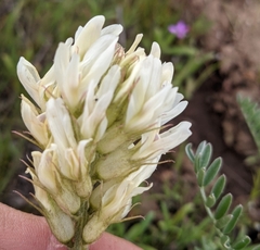 Astragalus hoodianus