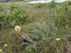 Astragalus hoodianus