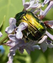 Cetonia aurata