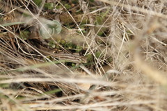 Lacerta strigata