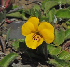 Viola maculata