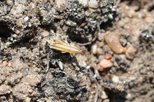 Texas Range Grasshopper photo 3