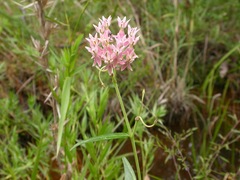 Asclepias rubra
