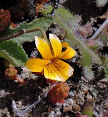 Viola maculata