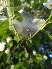 Yponomeuta evonymella