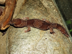 Hemitheconyx caudicinctus