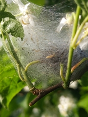 Yponomeuta evonymella