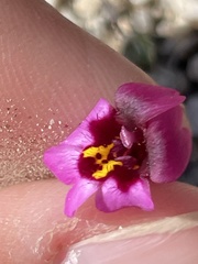 Erythranthe purpurea