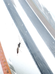 Agrothereutina