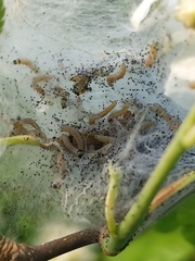 Yponomeuta evonymella